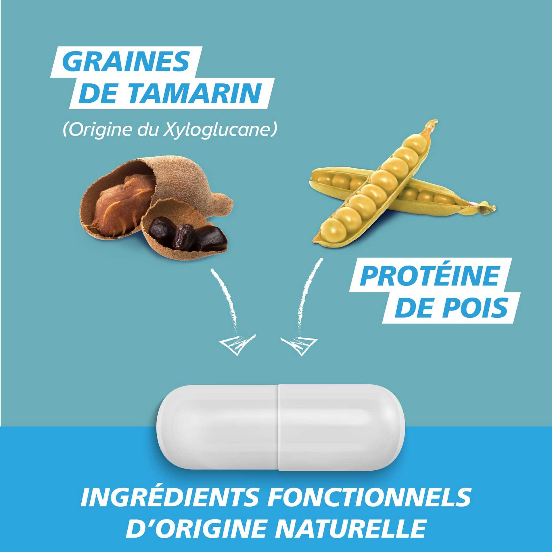 Graines de tamarin ​(origine du xyloglucane)​, protéine de pois​. Ingrédients fonctionnels d’origine naturelle​