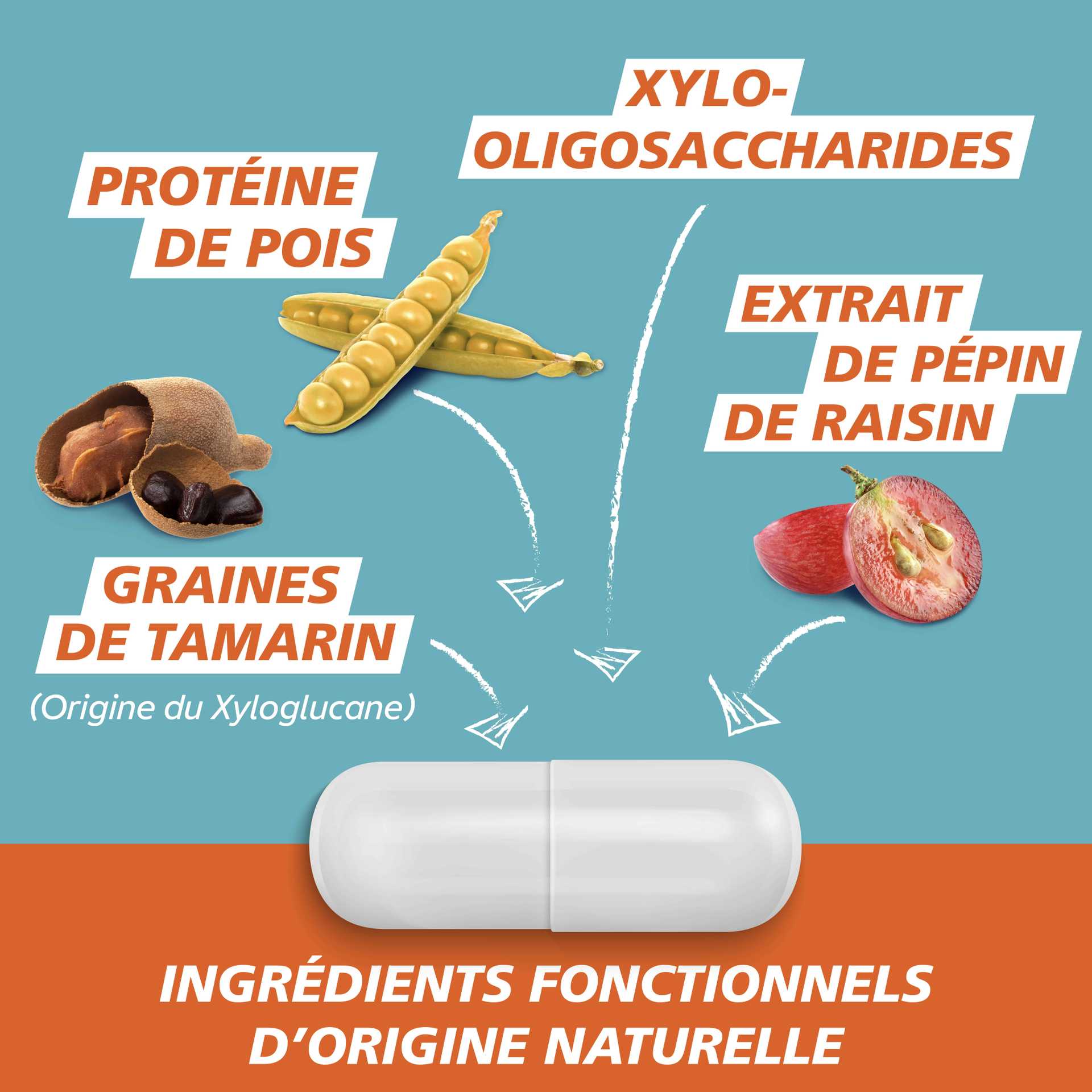 Graines de tamarin (origine du xyloglucane), protéine de pois, extrait de pépin de raisin. Ingrédients fonctionnels d’origine naturelle​